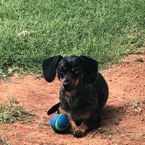 Meet your Posher, Paul